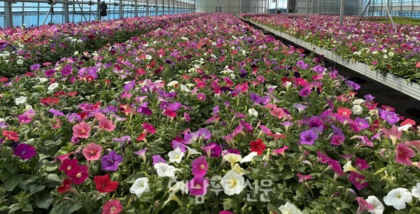 해남군은 가을꽃 15만본을 주요 관광지와 도로변 화단 등에 식재하고 있다.