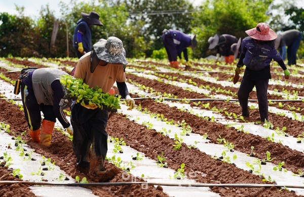 배추 정식이 한창인 가운데 해남군은 적기 정식으로 고품질 해남 배추 생산을 당부했다.(산이면 들녘)