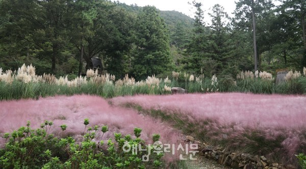 현산면 포레스트수목원에 분홍빛 뭉게구름이 내려앉은 듯 핑크뮬리와 팜파스그라스가 한창이다. 보랏빛 개미취 꽃도 눈길을 끈다.