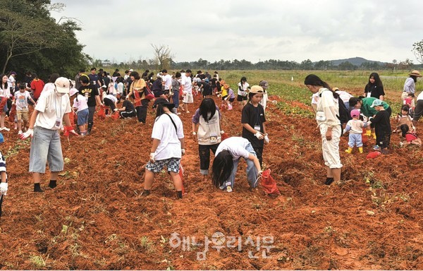 고구마 축제 프로그램 중 하나인 ‘농촌사람체험 고구마캐기’에 참여한 방문객들이 고구마를 캐고 있다.