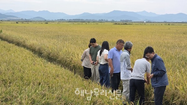 전남13호 품종이 황산면 1ha 규모의 논에서 실증재배가 진행되고 있다.