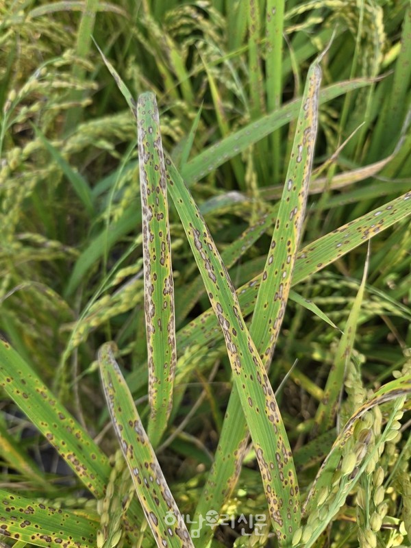 고온다습한 기후로 급속히 확산된 벼 깨씨무늬병이 농업재해로 공식 인정됐다.