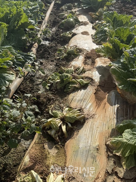 가을장마가 길어지면서 배추 무름병이 급속히 확산되고 있다.