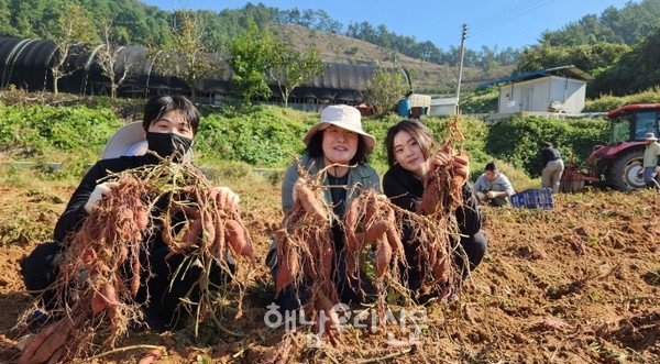 화산면 청렴 고구마 봉사단이 지난 10월24일 고구마를 수확해 이웃과 나눴다.