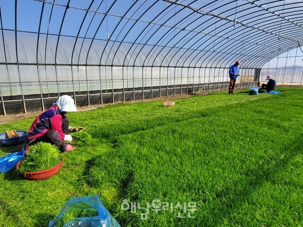 문내면 예락마을의 특화작목인 겨울 채소, 세발나물 수확이 시작됐다.