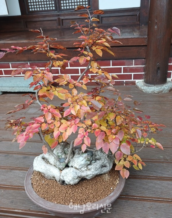                                  11월15일~16일 양무리교회 카페22에서 분재전시가 열린다.