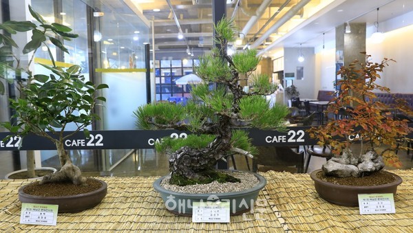 해남양무리교회 1층 로비에서 해남분재협회가 마련한 분재전시회가 열렸다.