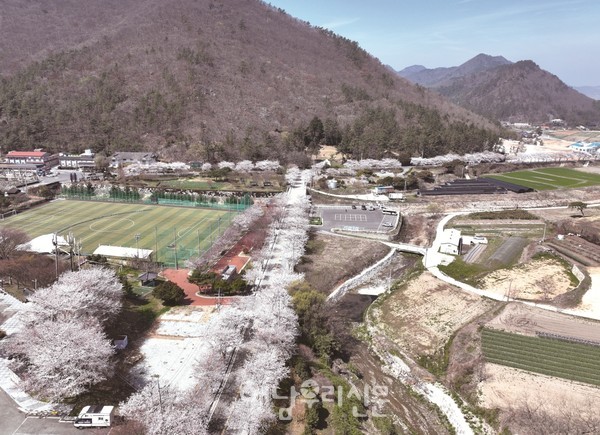 ‘제2회 두륜산 왕벚꽃나무 막걸리축제’가 4월4일 벚꽃 터널에서 열린다.